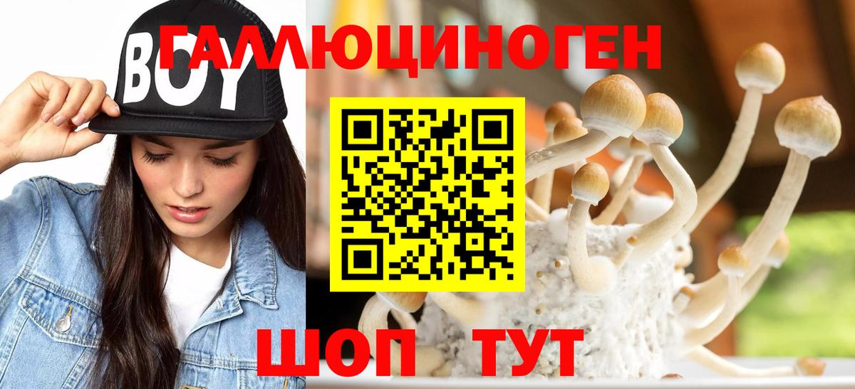 Псилоцибиновые грибы Psilocybe Мончегорск